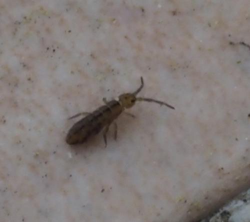 Réf. 249 440 : Isotomurus palustris